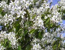 Amelanchier lamarckii